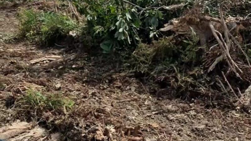 2f38642b-67c5-45a6-bb3c-cd59cb2a0e87 (1)